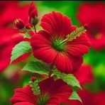 Profile Picture of Megher Rajjer Pori (@jhornah.jhornah.begom) on Facebook