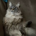 Profile Picture of Bruce Bobert Pruitt-Hemlepp (@dr_hemlepp) on Instagram