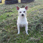 Profile Picture of Ginger Lee Velasquez (@ginger_556) on Instagram