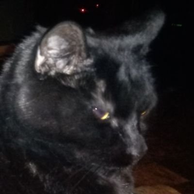 Profile Picture of Tristan Holmes (@hal_viell) on Twitter