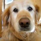 Profile Picture of Lisa Mesple (@lisamesple) on Pinterest