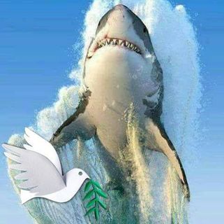 Profile Picture of Marco Calzadilla (@Marco-Calzadilla) on Facebook