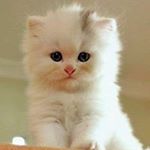 Profile Picture of Elsa Carbonel (@carbonelelsa) on Instagram