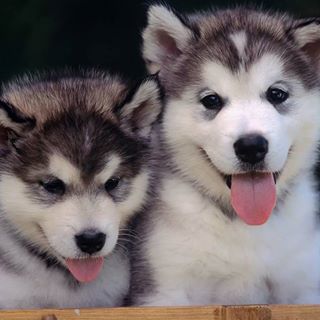 Profile Picture of Tao Zhong (@tao.zhong.50) on Facebook