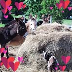 Profile Picture of Audrey Annas (@audrey.annas.1) on Facebook