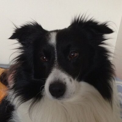 Profile Picture of Tom Kantor (@TomKantor) on Twitter