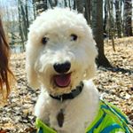 Profile Picture of 🐾Riley James🐾 (@rileythegreatgoldendoodle) on Instagram