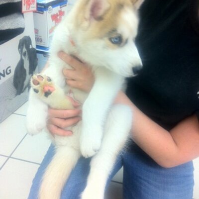 Violet Diaz - Twitter Profile Picture of Violet Diaz (@VioletDiaz1) on Twitter