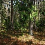 Profile Picture of 1 follower (@phedramasters7rf) on Instagram