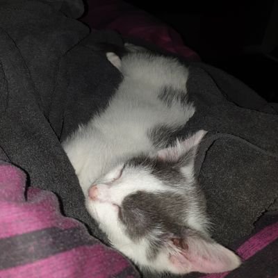 Profile Picture of Adam_mawhinney (@Vxknight2) on Twitter