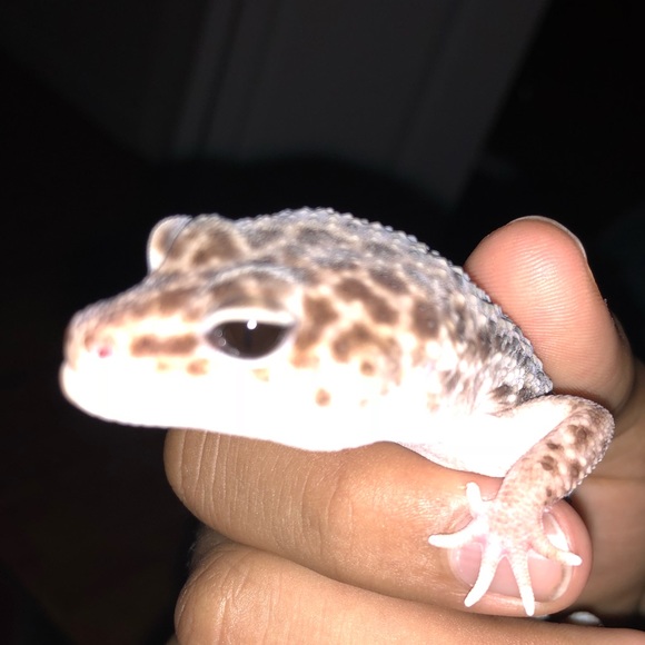 Profile Picture of Brandon Blanco (@tokezy) on Poshmark