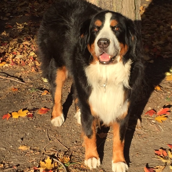 Profile Picture of Kristen Neisler (@kris10_n) on Poshmark