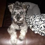 Profile Picture of Winston Patrick🐾 (@winstonp_the_schnauzer) on Instagram