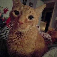 Profile Picture of Candace Lovelace Mollyhorn (@candace-lovelace-mollyhorn) on Quora