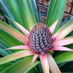 Profile Picture of Chris Jacklin (@winebago1982) on Instagram