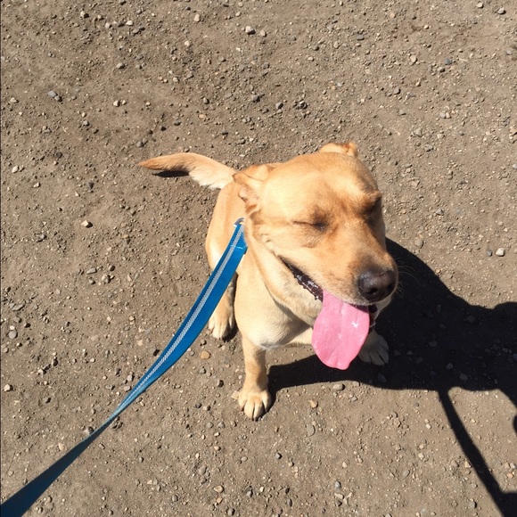 Profile Picture of Betsy Hansen (@bhansen37) on Poshmark