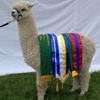 Profile Picture of Jo Hilly Ridge Bridge (Hilly Ridge Alpacas) (@jo.bridge1) on Facebook