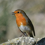 Profile Picture of Graham Hicks (@grahamhicks52) on Flickr