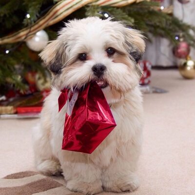 Profile Picture of Cynthia Gan (@rue543) on Twitter