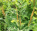 Profile Picture of Osmunda spectabilis - Wikipediaon Wikipedia