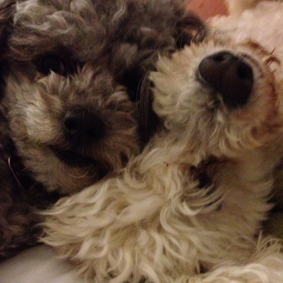 Profile Picture of Tracy Ellis (@tellis) on Poshmark