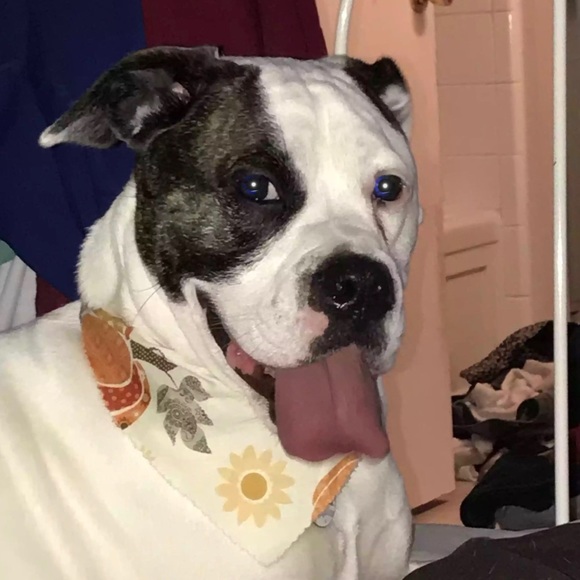 Profile Picture of Alberto Salazar (@betico0303) on Poshmark