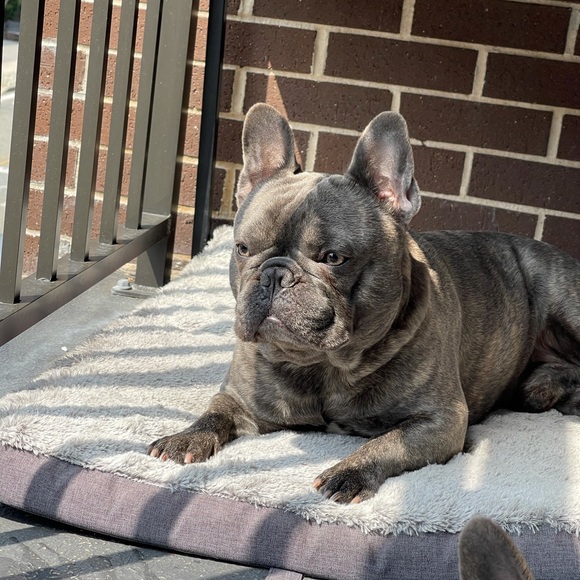 Profile Picture of Luis Estevez (@luisjestevez90) on Poshmark