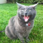 Profile Picture of Mike McClung (@themikemcclung) on Instagram