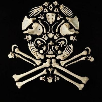 Profile Picture of Smiles The Skeleton (@SkylarCannon7) on Twitter