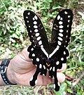 Profile Picture of Papilio lormierion Wikipedia