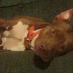 Profile Picture of robert hill (@bobbyphantomhill) on Instagram