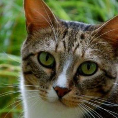 Profile Picture of Ronald Chase (@abserio10) on Twitter