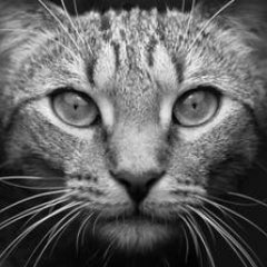 Profile Picture of Junaid Mirza (@junaidmirza94) on Twitter