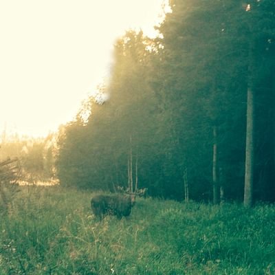 Profile Picture of Peter Englund (@Englundalf) on Twitter