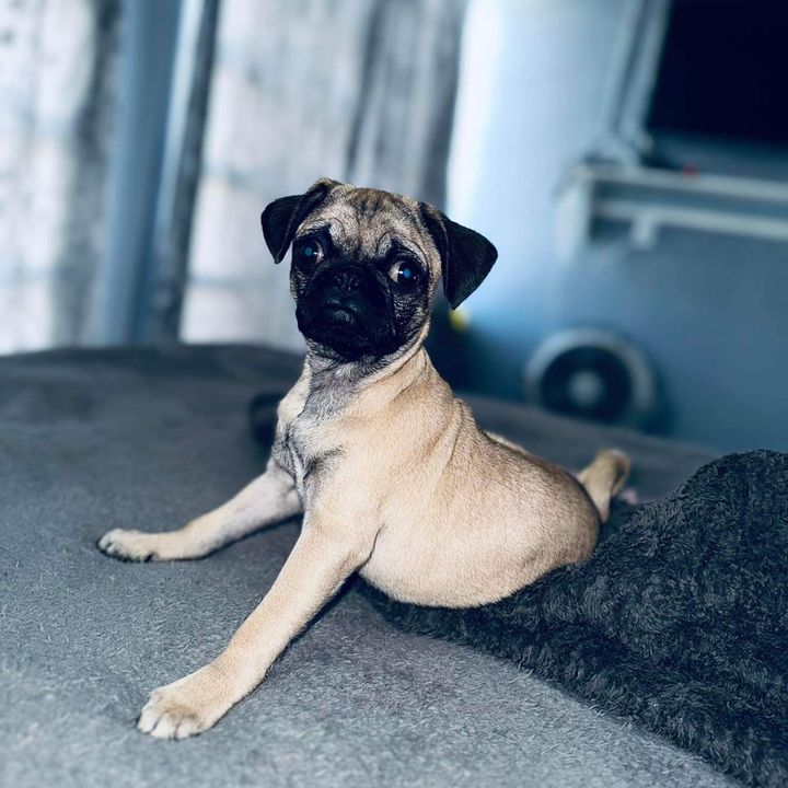 Profile Picture of Dixie y Nube 🐾💖 (@pug_dixie) on Tiktok
