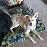 Profile Picture of Simon Coombs (@simon.p.coombs) on Instagram