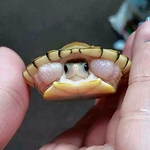 Profile Picture of Rodrigo Rodriguez (@rodriguezrodrigo542) on Flickr