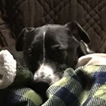 Profile Picture of Robert Capobianco Sr (@capascabin) on Instagram