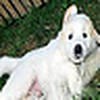 Profile Picture of Sampson's Page (@Sampson's Page) on Flickr