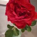 Profile Picture of Debbie Lechowicz (@debbie.lechowicz.9) on Facebook