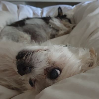 Hayley Knowles - Twitter Profile Picture of Hayley Knowles (@hotoneroastbeef) on Twitter