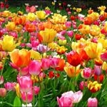 Profile Picture of Kazuko Watanabe (@watanabe.kazuko) on Instagram