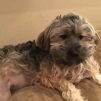 Profile Picture of Lori (@LoriKaniuk) on Twitter