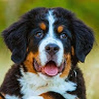 Profile Picture of Nathan J Wiggs (@nathan-j-wiggs) on Quora