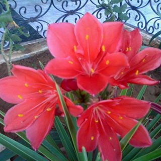 Profile Picture of Ahmed Atoui (@Ahmed-Atoui) on Facebook