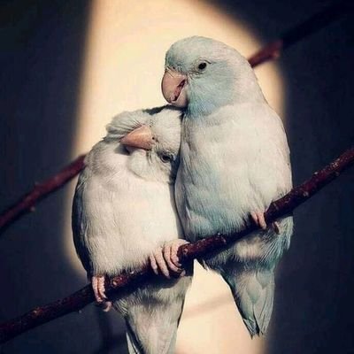 Profile Picture of Usman Mughal (@U_R_NICE) on Twitter