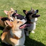 Profile Picture of Hunter, Harper & Lucus (@hunter_thecorgi) on Instagram