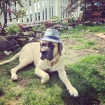 Profile Picture of margaretthatcherenglishmastiff (@margaretthatcherenglishmastiff) on Instagram