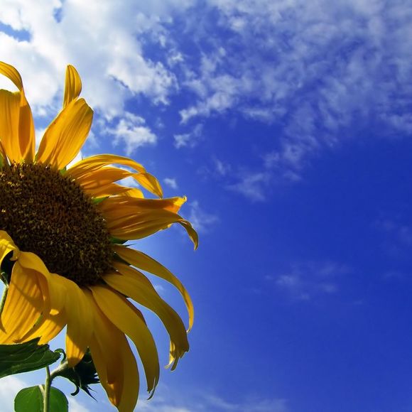 Profile Picture of Michelle Tatton (@matatton) on Poshmark