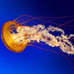 Profile Picture of Alexander Peacock (@alextheboyzander) on Instagram